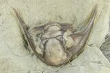 Plate of Partial Trilobite (Kaskia) Fossils - Illinois #251245-2